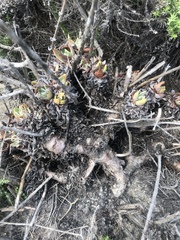 Dudleya caespitosa