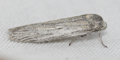 Catabena lineolata