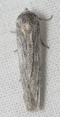 Catabena lineolata