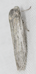 Catabena lineolata