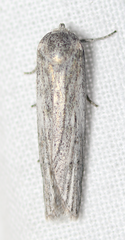 Catabena lineolata