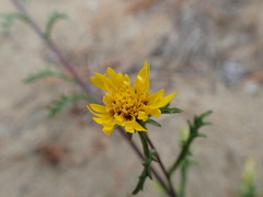 Lessingia germanorum