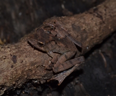 Gephyromantis luteus