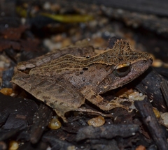 Gephyromantis luteus
