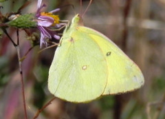 Colias harfordii