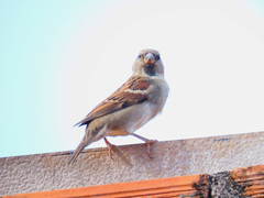 Passer domesticus