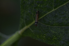 Agrilus catherinae