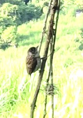 Picumnus squamulatus