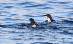 Synthliboramphus craveri