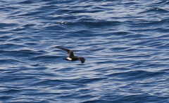 Hydrobates socorroensis