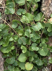 Campanula intercedens