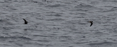 Hydrobates socorroensis