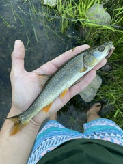 Ptychocheilus oregonensis