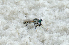 Laphystia texensis