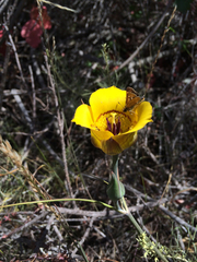Calochortus clavatus