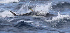 Thunnus
