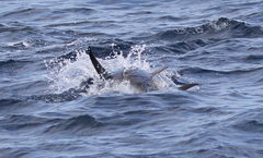 Thunnus