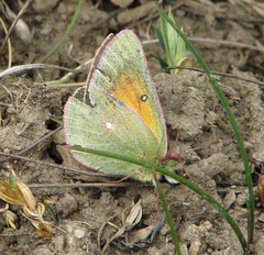 Colias meadii