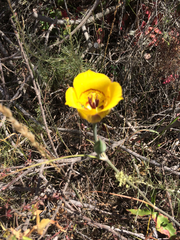 Calochortus clavatus