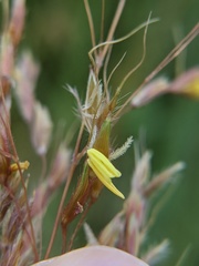 Sorghastrum nutans