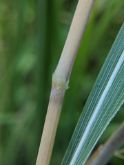 Sorghastrum nutans