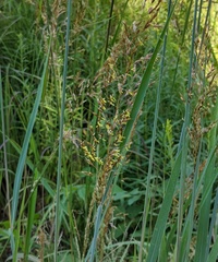 Sorghastrum nutans