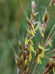 Sorghastrum nutans