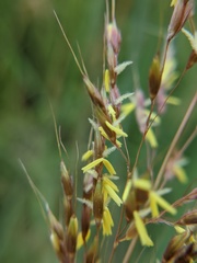 Sorghastrum nutans