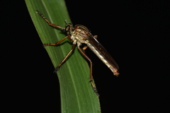 Dasypogoninae