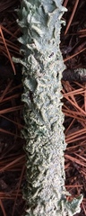 Crespoa crozalsiana