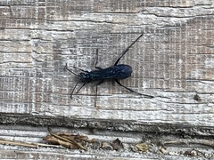 Chalybion californicum