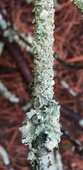 Crespoa crozalsiana