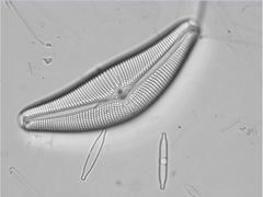 Cymbella