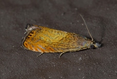 Dichrorampha bittana