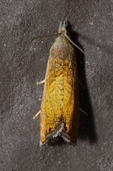 Dichrorampha bittana