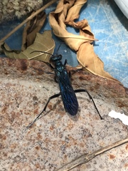 Chalybion californicum