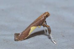 Caloptilia stigmatella