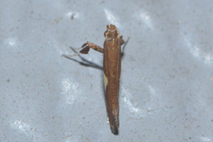 Caloptilia stigmatella