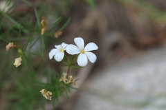 Leptosiphon floribundus