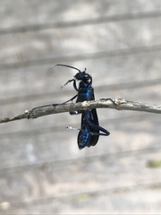 Chalybion californicum