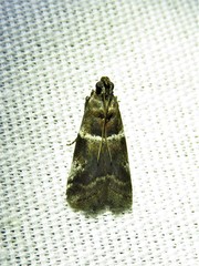 Quasisalebria atratella