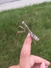 Stagmomantis carolina