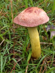 Pulchroboletus rubricitrinus image
