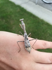 Stagmomantis carolina