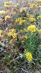 Eriogonum wootonii