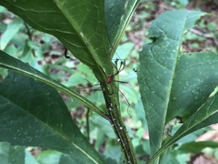 Leiobunum politum