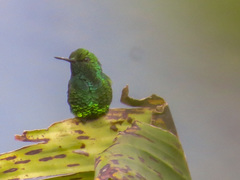 Chlorostilbon melanorhynchus