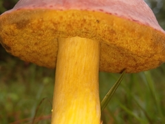 Pulchroboletus rubricitrinus image