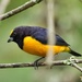 Velvet-fronted Euphonia - Photo (c) Guillermo O., some rights reserved (CC BY-NC), uploaded by Guillermo O.