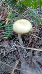 Gemmatae